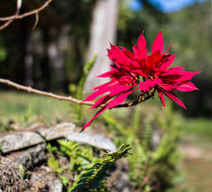 Sommer - Weihnachtsstern 