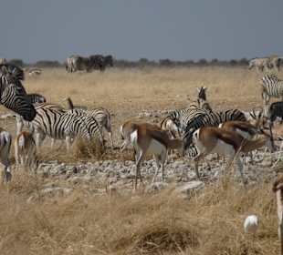 Ausflug in den Etosha Park