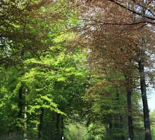 Burg Schaumburg Rinteln-Schaumburg