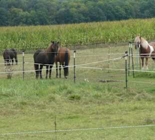 Auf dem Rundwanderweg TraumRunde Castell