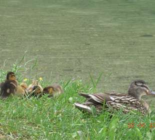 Entenfamilie am Pillersee