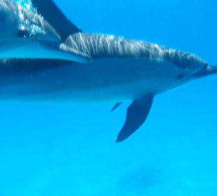 Schnorcheln mit Delfinen