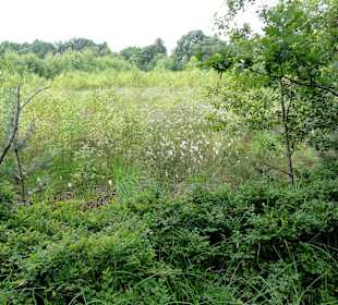 Hochmoor-Impressionen vom Moorerlebnispfad