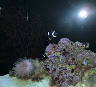 Schwarzer Clownfisch