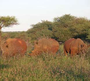 Nashörner im Madikwe Game Reserve