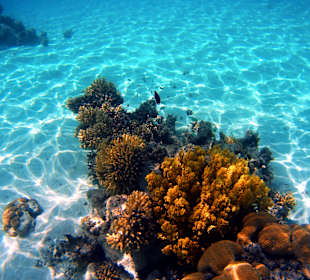 Schnorcheln Marsa Alam