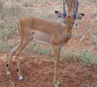 Antilope