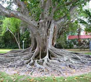   Edison Ford Winterestates