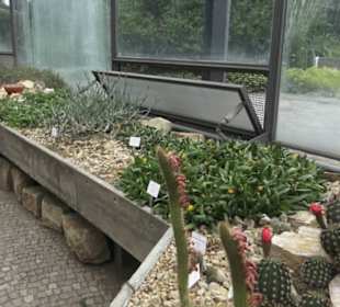 Wüstenpflanzen -  Alter Botanischer Garten