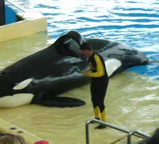 Orca-Show