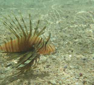 Sharm El Naga