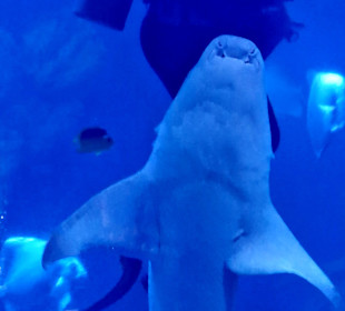 Hurghada Grand Aquarium