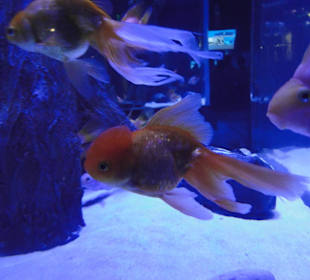 Aquarium Antalya