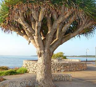 Promenade Cala Bona