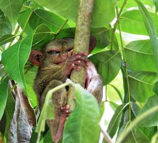 Bohol Tarsier Affen
