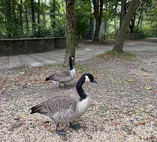 Alsdorf Zoo