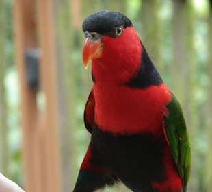 Jurong Bird Park