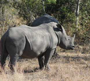 Krüger Nationalpark