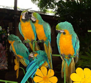 Ara Papageien im Nong Nooch Village Park