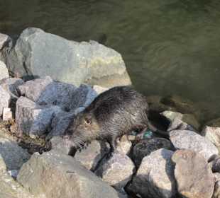 Nutria an der ILL