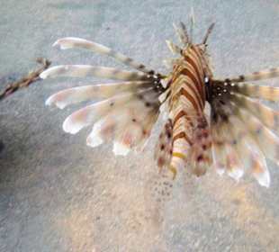 Feuerfische unter der mittleren Plattform vom Steg