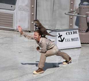 Otter gibt es auch in der Robbenshow