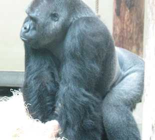Flachland-Gorilla - Silberrücken Ivo