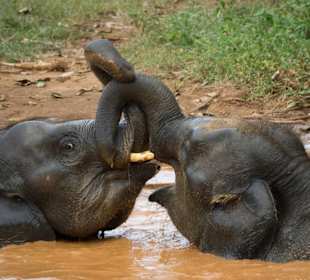 Udawalawe Elephant Transit