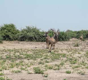 Drei wunderschöne Kudu-Männchen