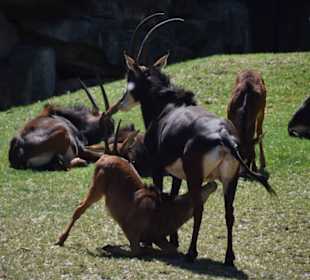 Rappenantilope