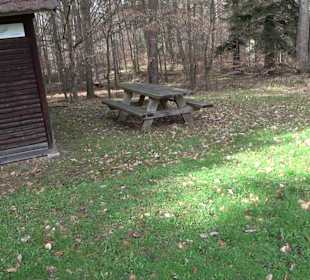 Wellingtonien - Platz mit Mammutbäumen