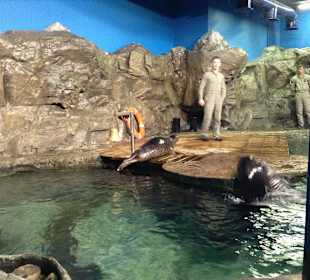 Oceanarium