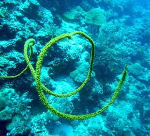 Peitschenkoralle in Bunaken