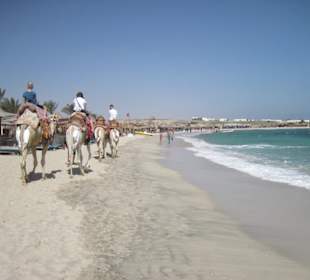 Kamelreiten kann man hier auch