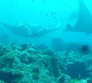 Mantas am Mantapoint