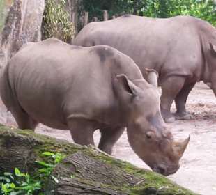 Singapur Zoo