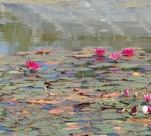 Seerosen wie bei Monet