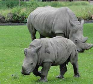 Zoologischer Garten 2016