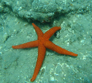 Seestern bei Schnorchelausflug auf Fuerteventura