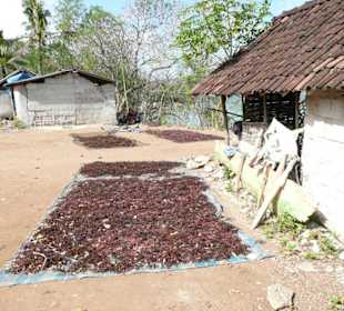 Getrocknete Algen für den Export