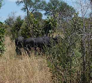 Krüger Nationalpark