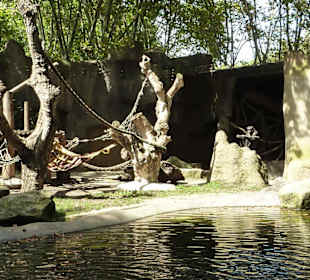 Schimpansen Anlage