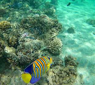 Schnorcheln Makadi Bay