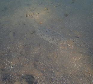 Getarnter Fisch am Strand