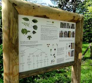 Lehr- und Naturpfad im Stadtwald