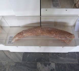 Einer der Schaukästen im Museum