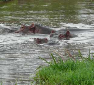 Im Ziwani viele Hippos