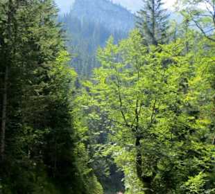 Fußweg von Elmau zur Alm