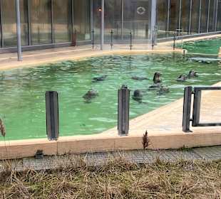 Seehundstation Norddeich