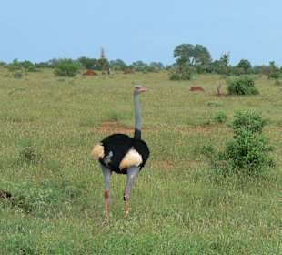 Strauß im Tsavo Ost